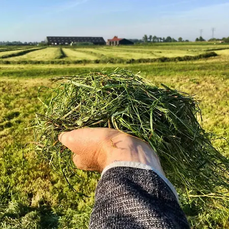 Juffertje In Het Groen *