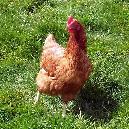 Juffertje In Het Groen *